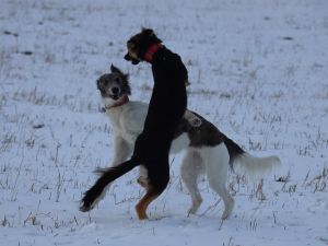 Langhaar Whippets Wiesenflitzer